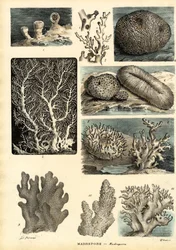 Corals, 1863-79